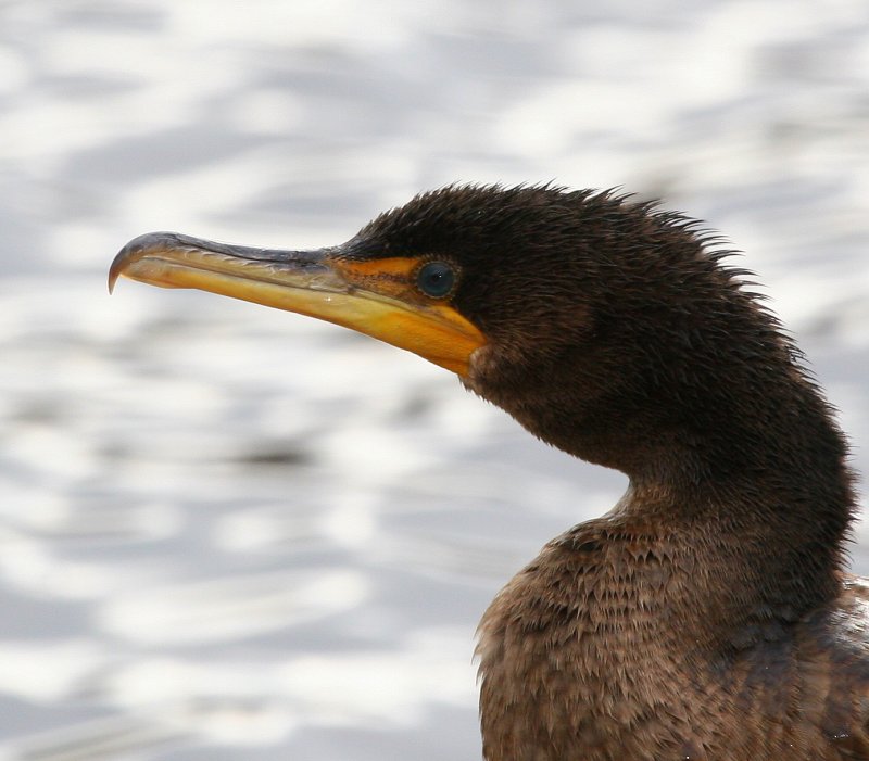 Cormorant