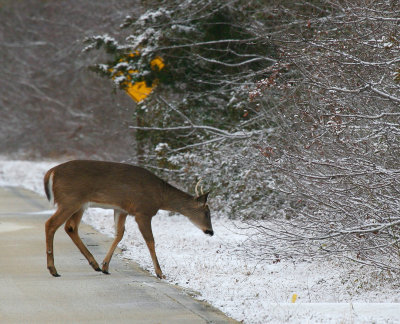 White Tailed Deer