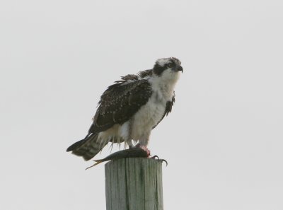 Osprey