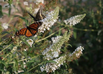 Monarch and Swallowtail