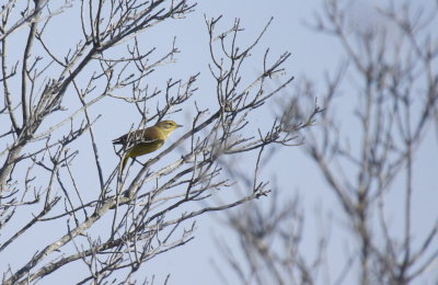 Palm Warbler