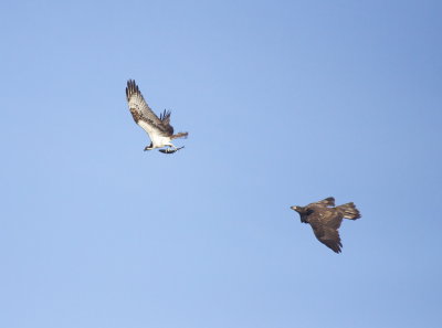 Osprey and Juvenile Bald Eagle