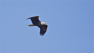 American Bald Eagle