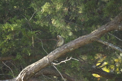 Yellow Rumped Warbler