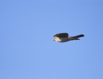 Sharp Shinned Hawk