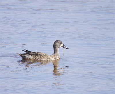 Blue-winged Teal