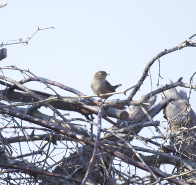 House Wren