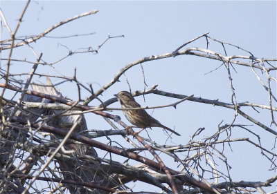 Song Sparrow