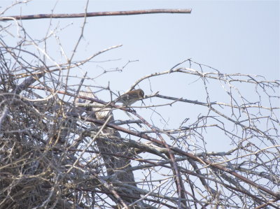 Yellow Rumped Warbler