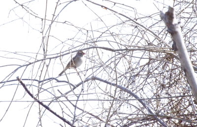 White-Crowned Sparrow 