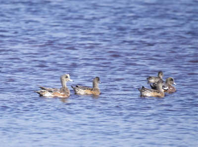 American Wigeon