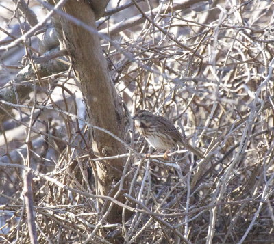 Song Sparrow