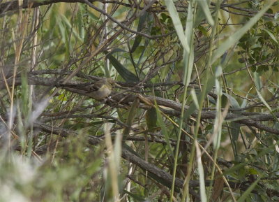 Bay-breasted Warbler 