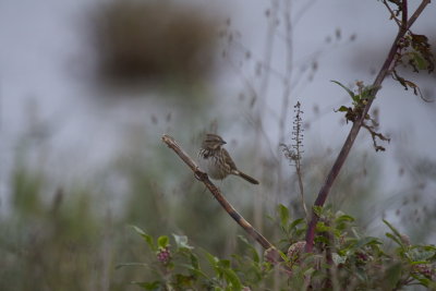 Song Sparrow