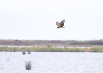 Northern Harrier