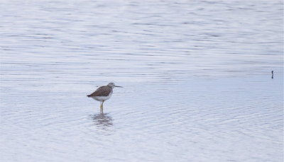 Greater Yellowlegs