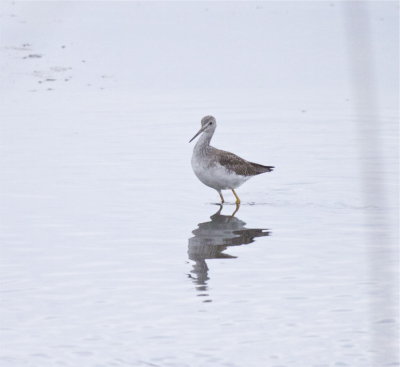 Greater Yellowlegs 