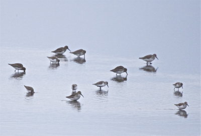 Long Billed Dowitcher, Dunlin, and Western Sandpiper