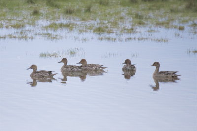 Northern Pintails