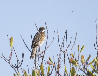 Savannah Sparrow