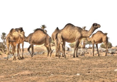 Camels - Sahara