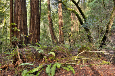 Muir Woods