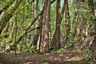 Muir Woods