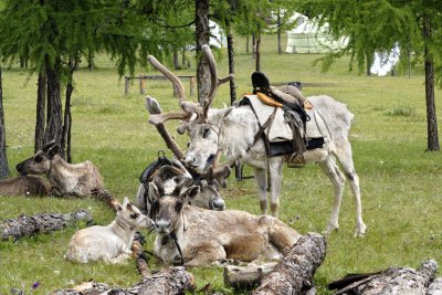 Reindeer - Lake Hovsgol