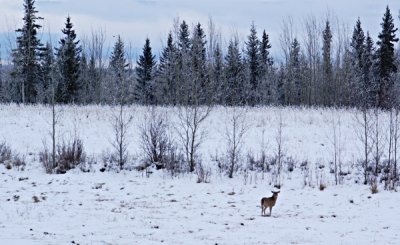 My Annual Deer Picture