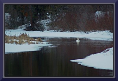Trumpeter Swans on Cluculz Creek