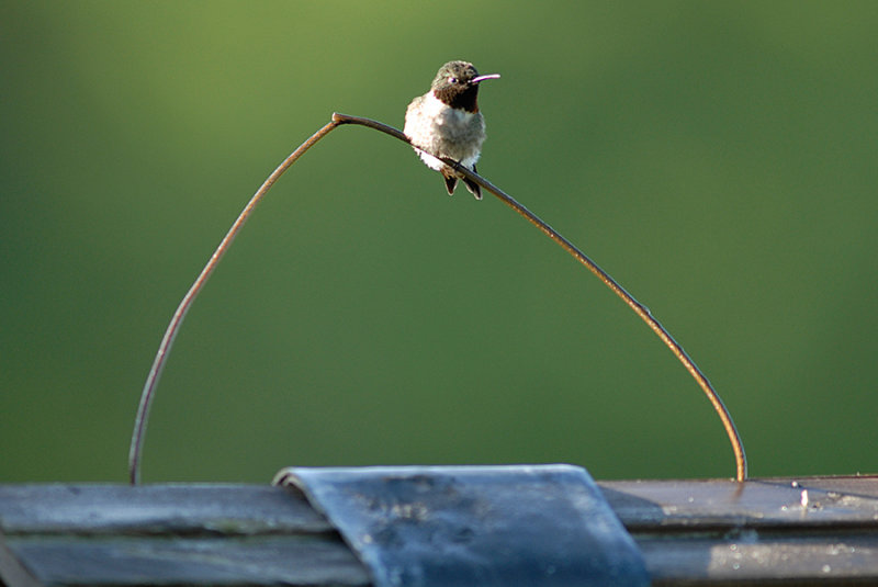 Ruby-throated Hummingbird