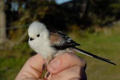Long-tailed Tit