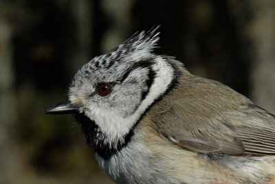 Crested Tit