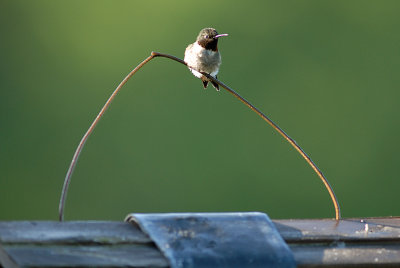 Ruby-throated Hummingbird