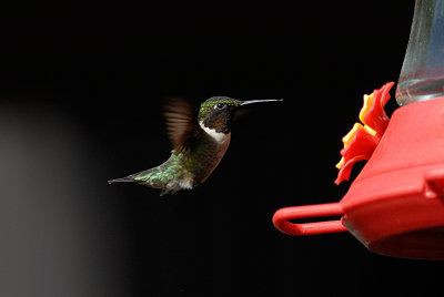 Ruby-throated Hummingbird