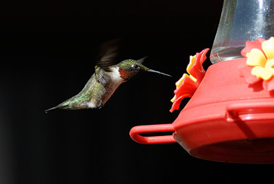 Ruby-throated Hummingbird