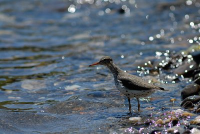 Spotted Sandpiper