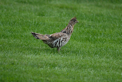 Ruffed Grouse