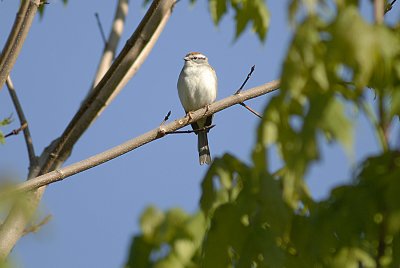 Chipping Sparrow