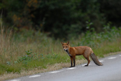 Red Fox