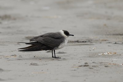 Arctic Skua