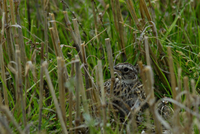 Swallows to Pipits