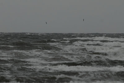 Sooty Shearwater