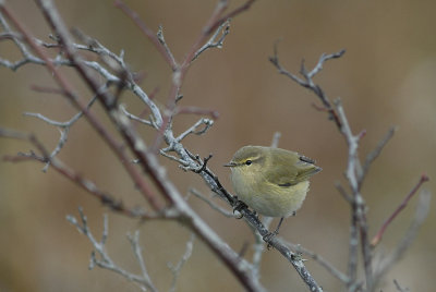 chiffchaff