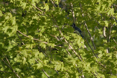 Blue Jay