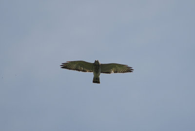 Broad-winged Hawk
