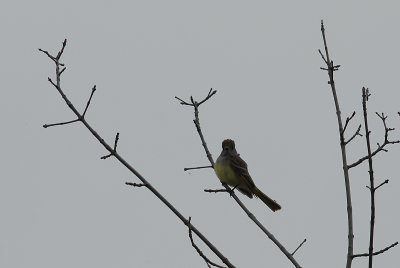 Great Crested Flycatcher