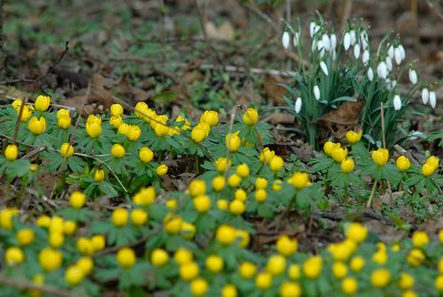 February flowers