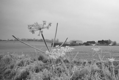 Hoar frost