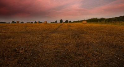 Early Morning Field.jpg
